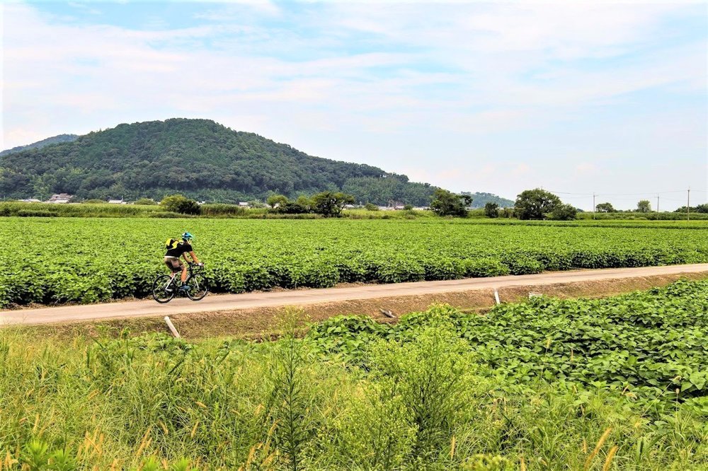 水郷めぐりサイクリング 