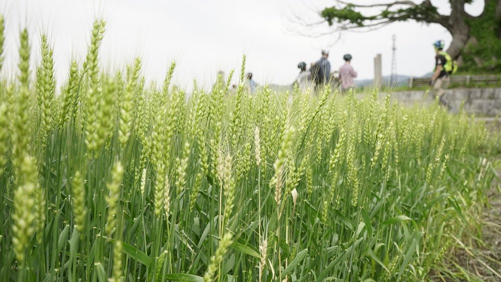 彦根満喫サイクリング