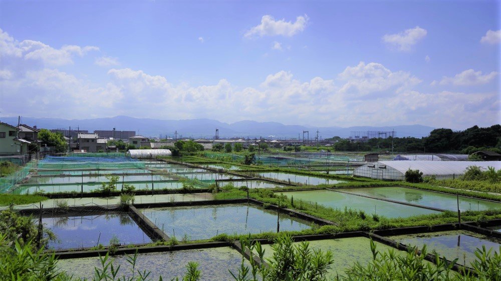 奈良の郡山は金魚の街