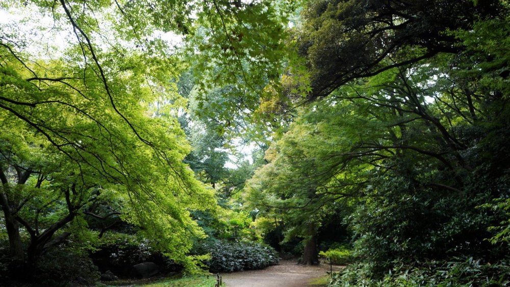 東京サイクリング 神保町 本郷 谷中 護国寺