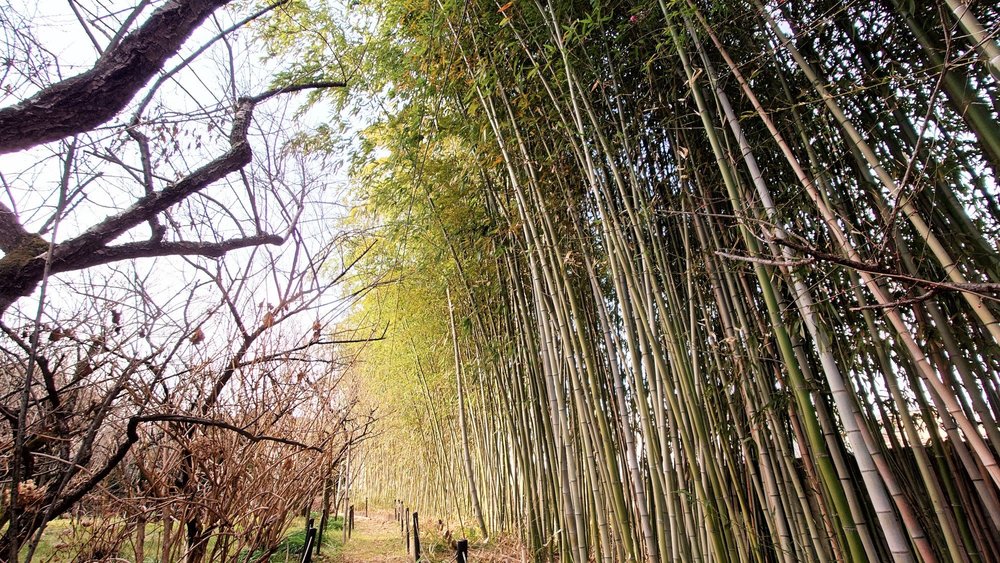 千代の古道 -梅宮大社・松尾大社