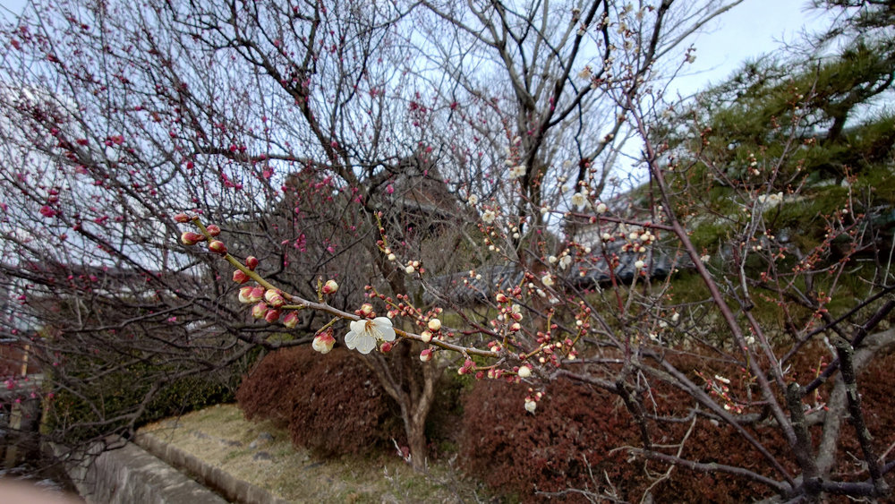 千代の古道 -梅宮大社・松尾大社