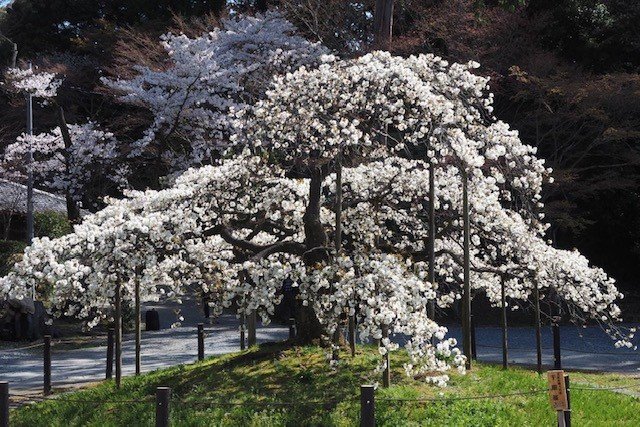 京都洛西お花見サイクリング