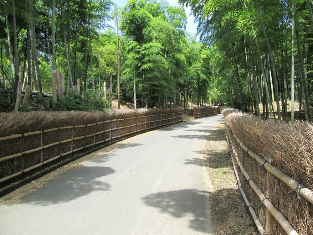 京都洛西お花見サイクリング