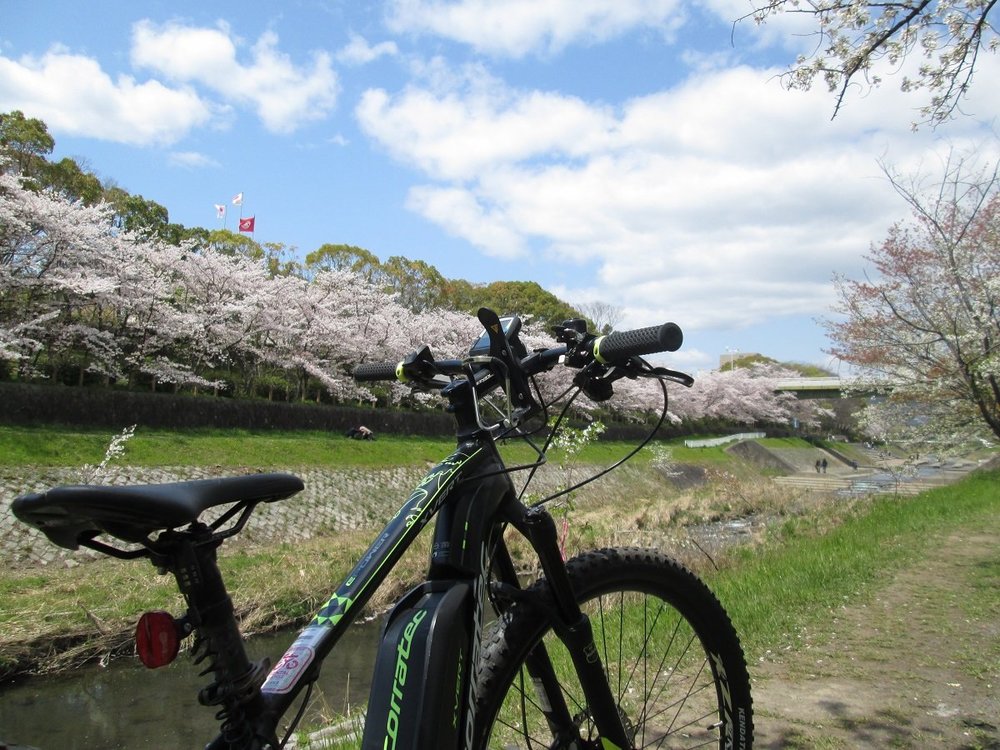 京都洛西お花見サイクリング