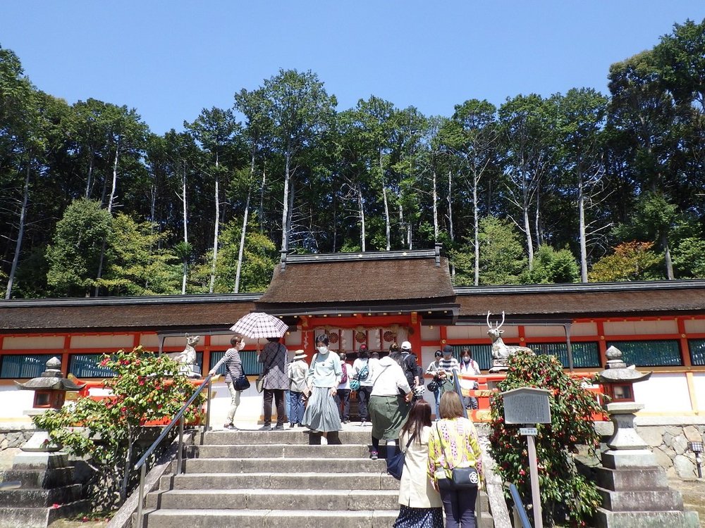 京都洛西お花見サイクリング