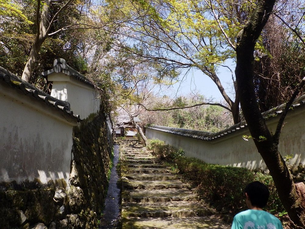 京都洛西お花見サイクリング