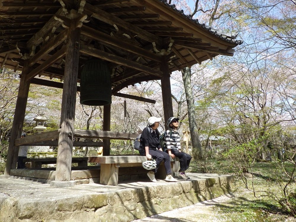 京都洛西お花見サイクリング