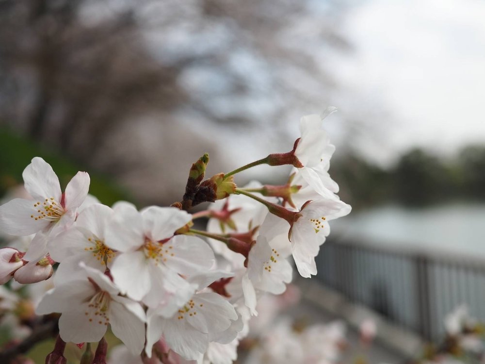 京都洛西お花見サイクリング