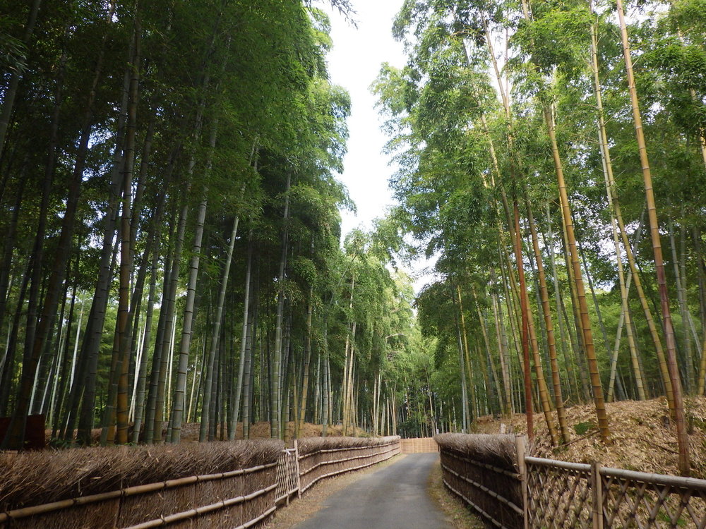 紅葉狩りサイクリング