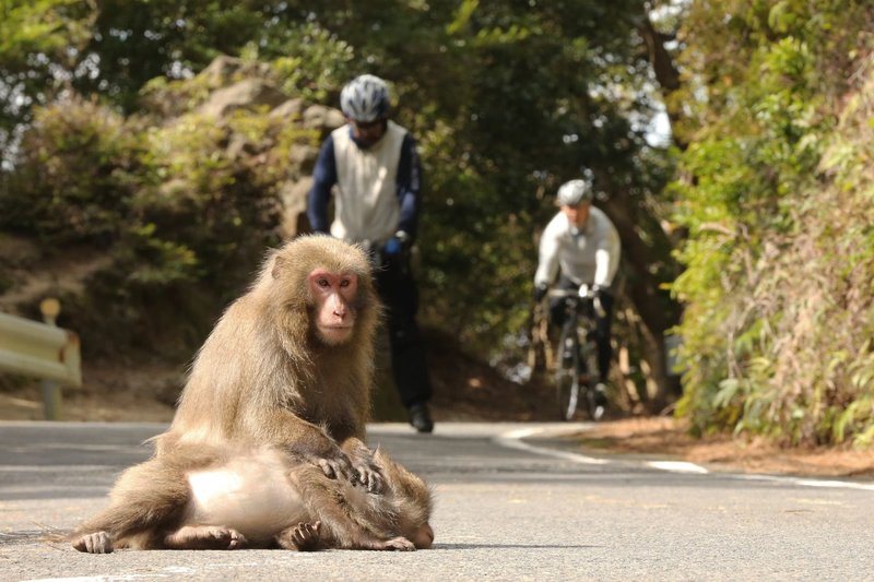 サイクリング屋久島2.jpg