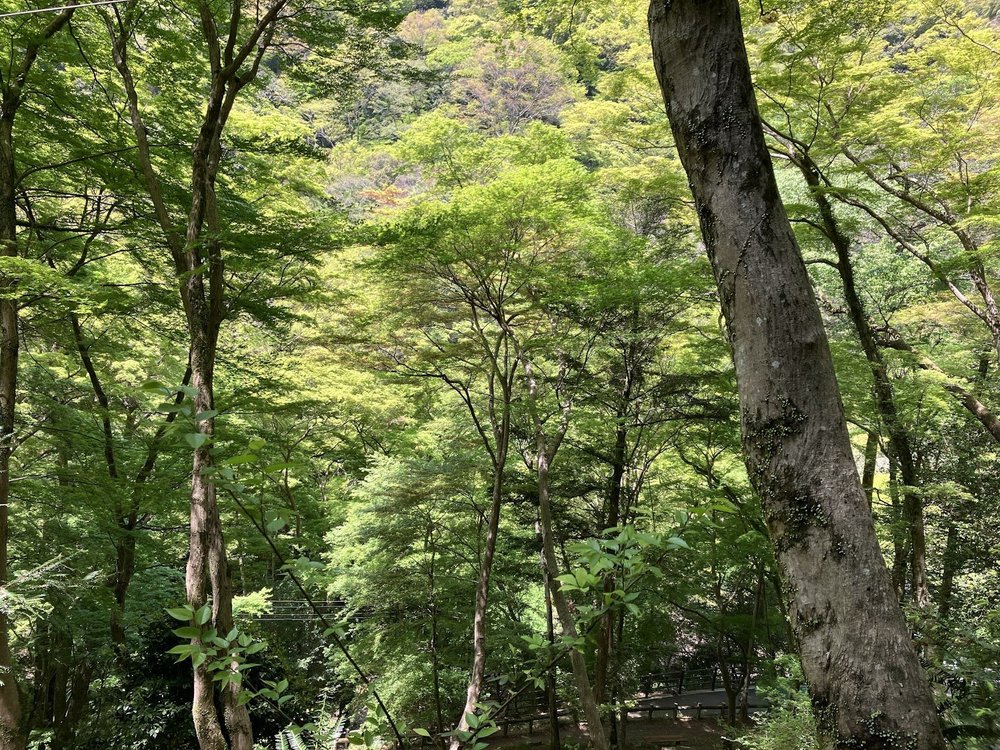 【ライドレポート】ダルマにご挨拶！北摂の名所「勝尾寺」ヒルクライムライド3.jpg