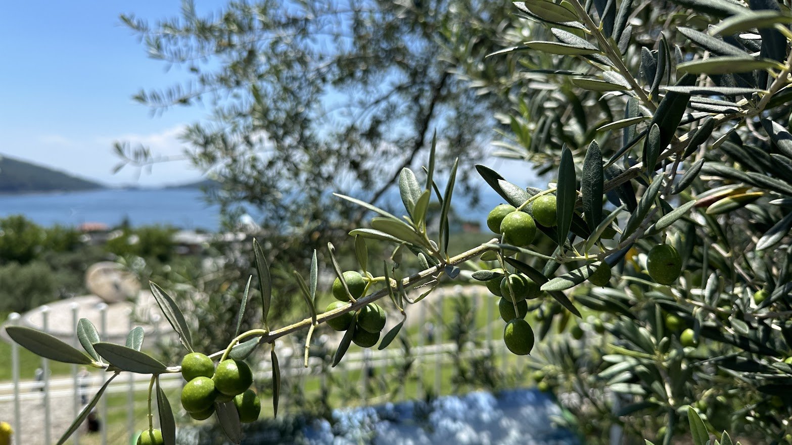 小豆島オリーブ公園