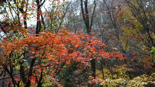 瀞川林道 但馬アルペンロード