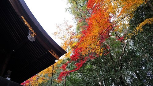 シェアサイクルで巡る京都