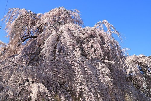 八ヶ岳エコーライン