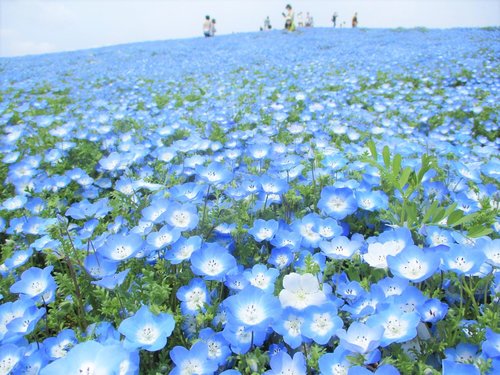 桜川サイクリングロード 