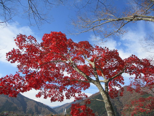 酒匂川サイクリングロード