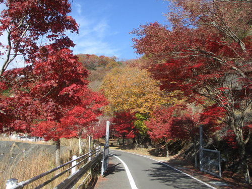 酒匂川サイクリングロード