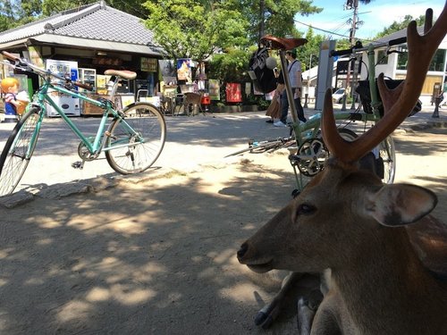 奈良市内サイクリング