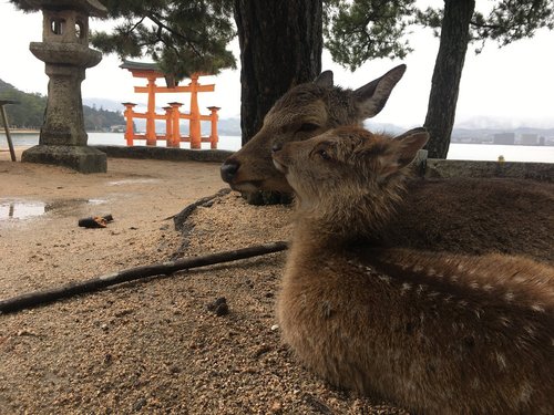 岩国市錦帯橋サイクリング