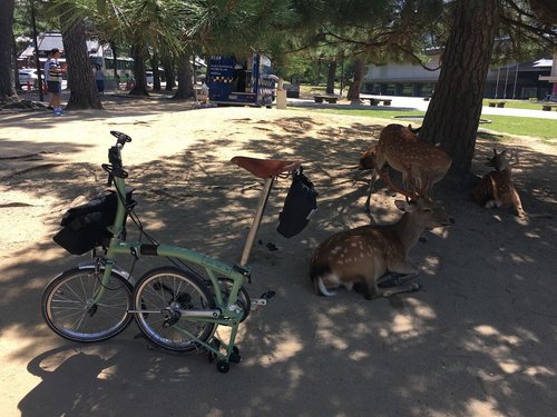 奈良市内サイクリング