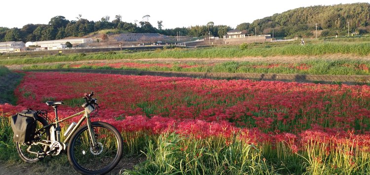 愛知県彼岸花