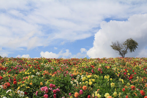 北海道富良野.jpg