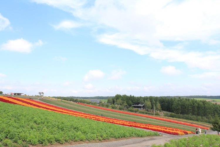 北海道富良野2.jpg