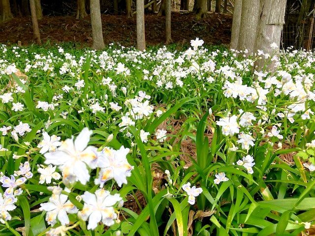 【京都府】ミツマタ・シャガ群生地を目指すファミリー向けコース～綾部温泉、綾部杉の里～6.jpg