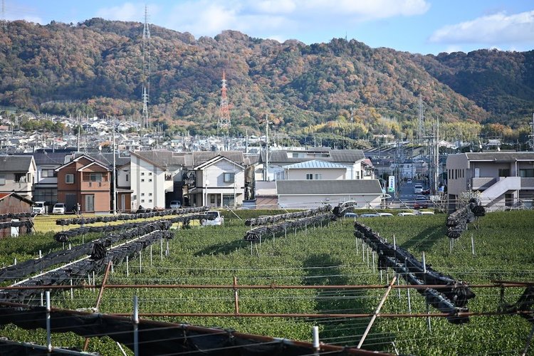 【京都府】宇治川沿いをのんびり走る初心者向けサイクリング～朝霧橋・喜撰橋・許波多神社へ6.jpg