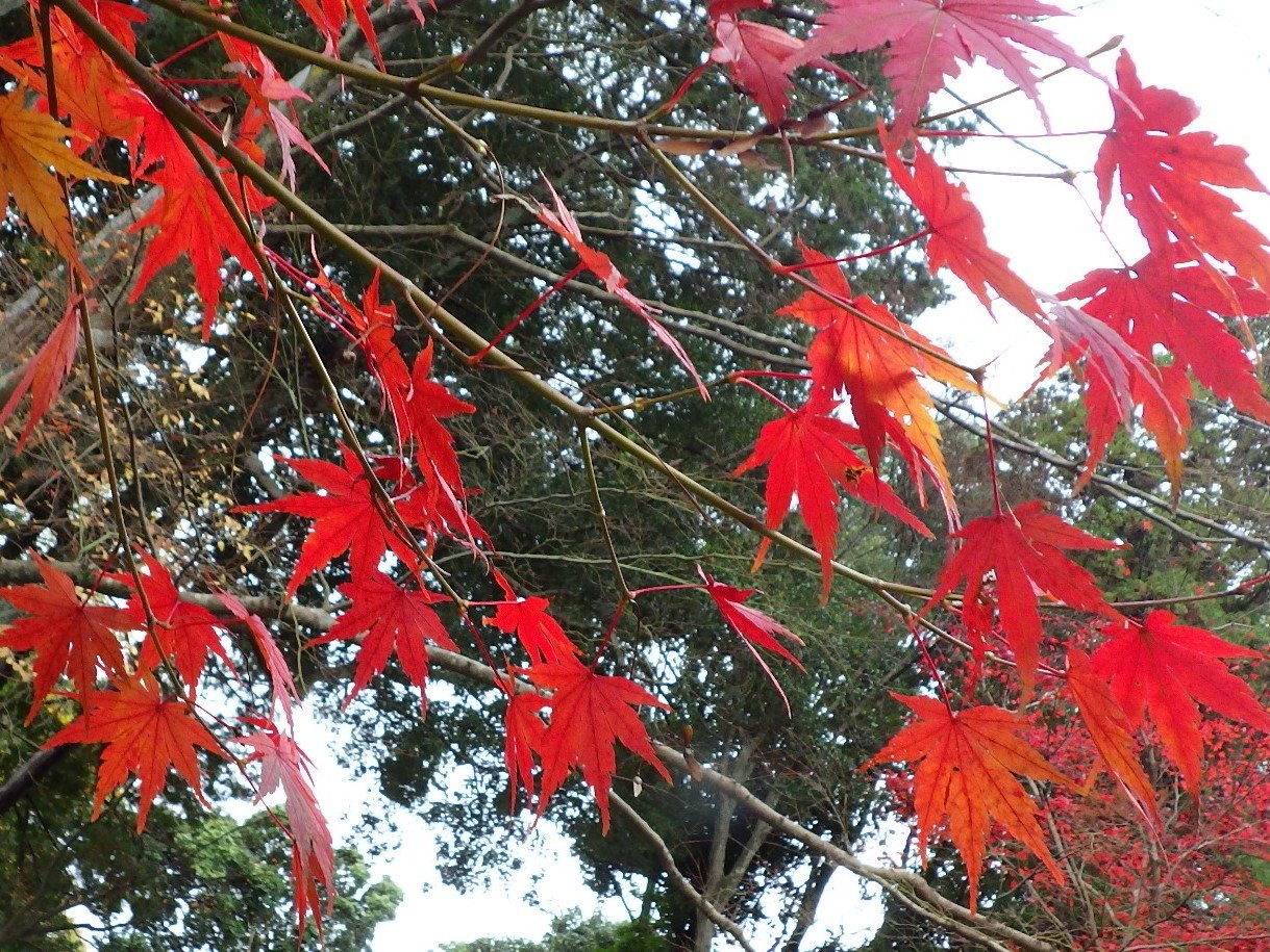 京都宇治 抹茶香る道 紅葉サイクリング