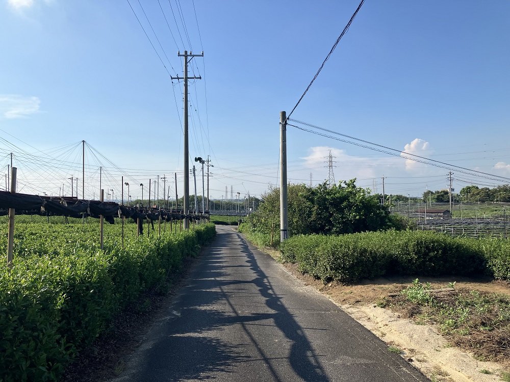 三河の小京都 西尾 茶畑あぜ道