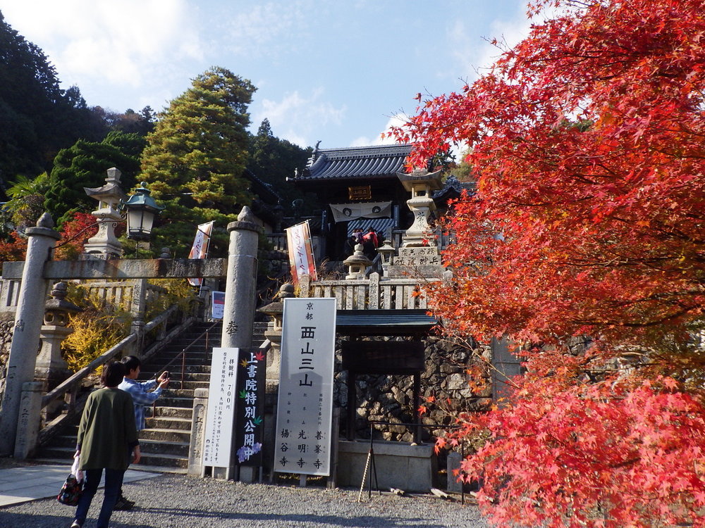 京都西山三山 善峯寺光明寺 楊谷寺 紅葉狩りサイクリング