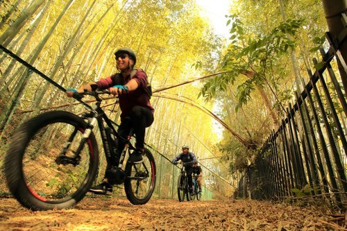 竹林の小道を走るアドベンチャーサイクリング