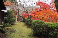 大原野神社紅葉