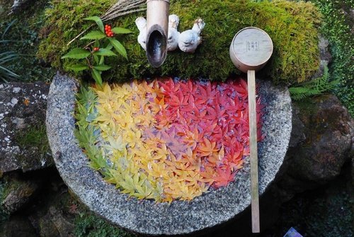 京都西山三山 善峯寺光明寺 楊谷寺 紅葉狩りサイクリング