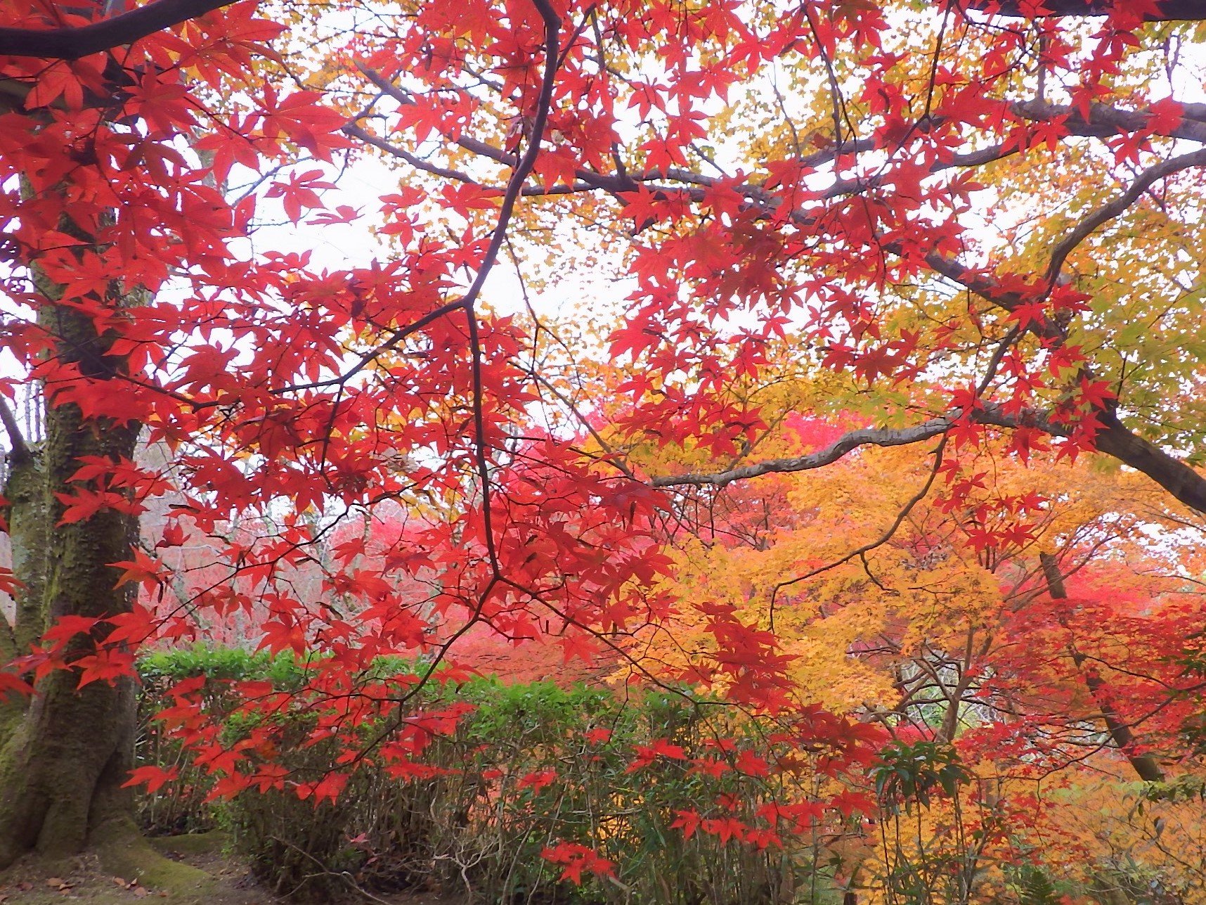 京都宇治 抹茶香る道 紅葉サイクリング