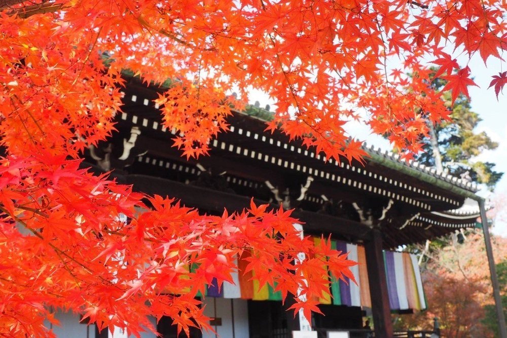 京都西山三山紅葉狩りサイクリング