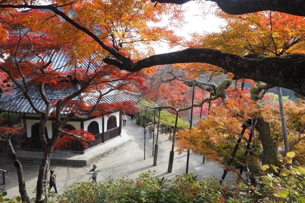 京都西山三山紅葉狩りサイクリング